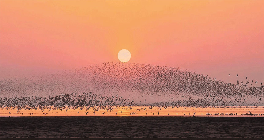 北归候鸟如约来万鸟齐飞绘春色